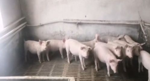 畜牧部門多措并舉應(yīng)對暴雪 備足飼料、強化防寒，保障畜牧漁業(yè)平穩(wěn)運行